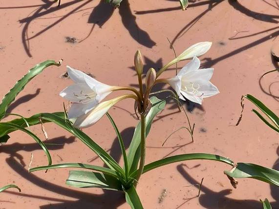 Crinum paludosum with wet feet